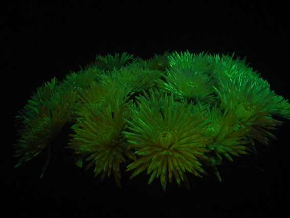 glow in the dark chrysanthemum